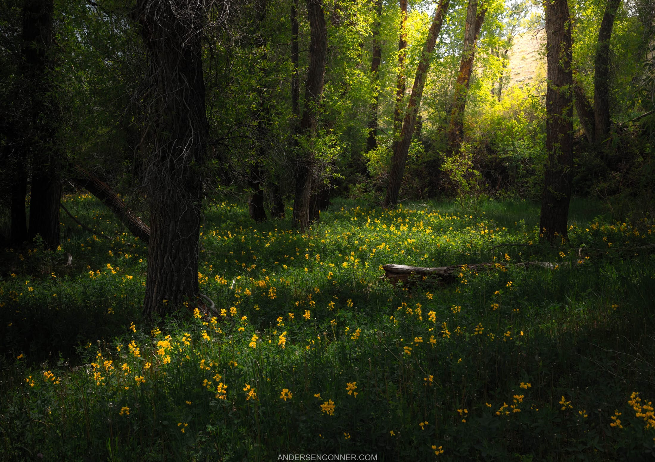 Morning Grove