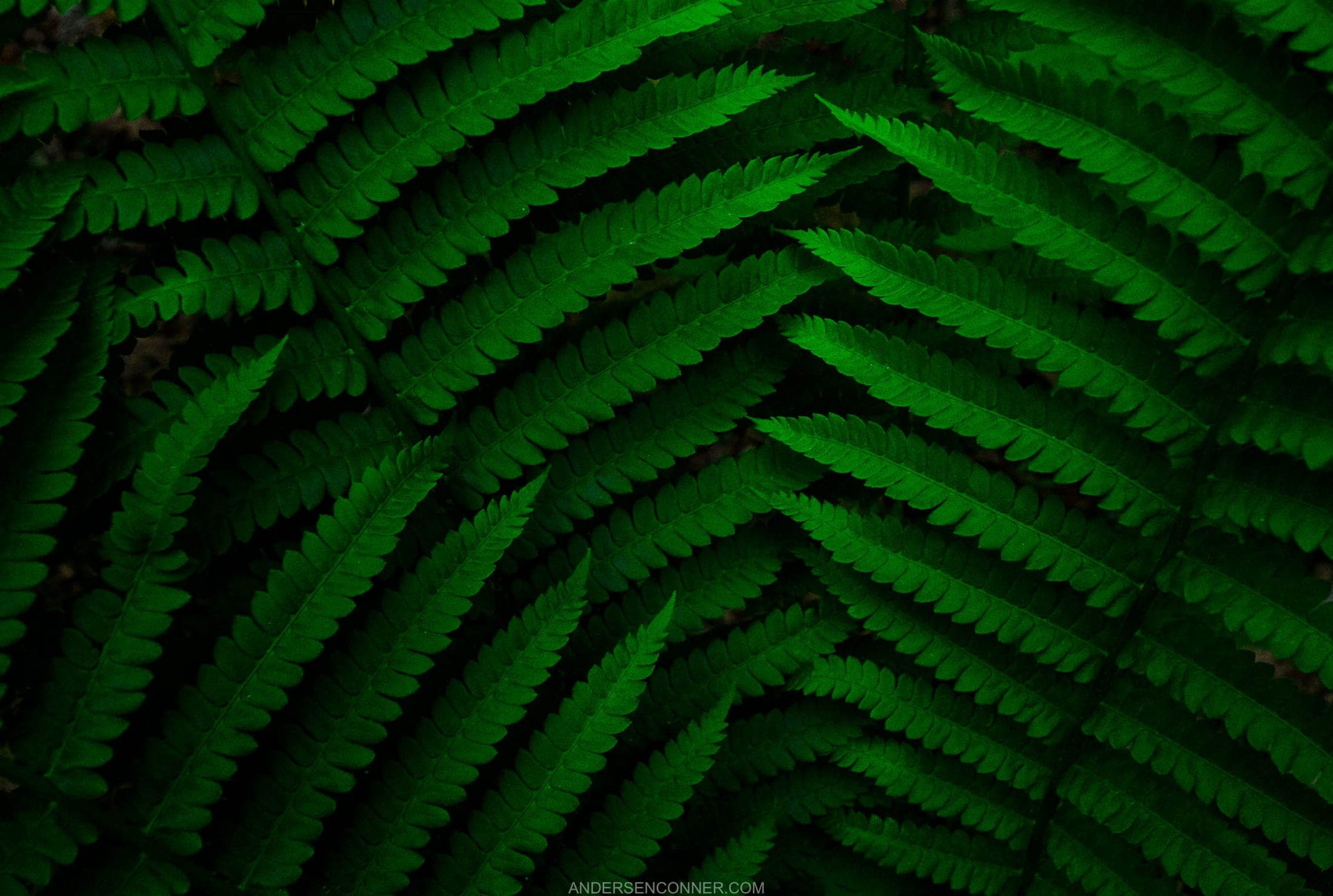 Forests