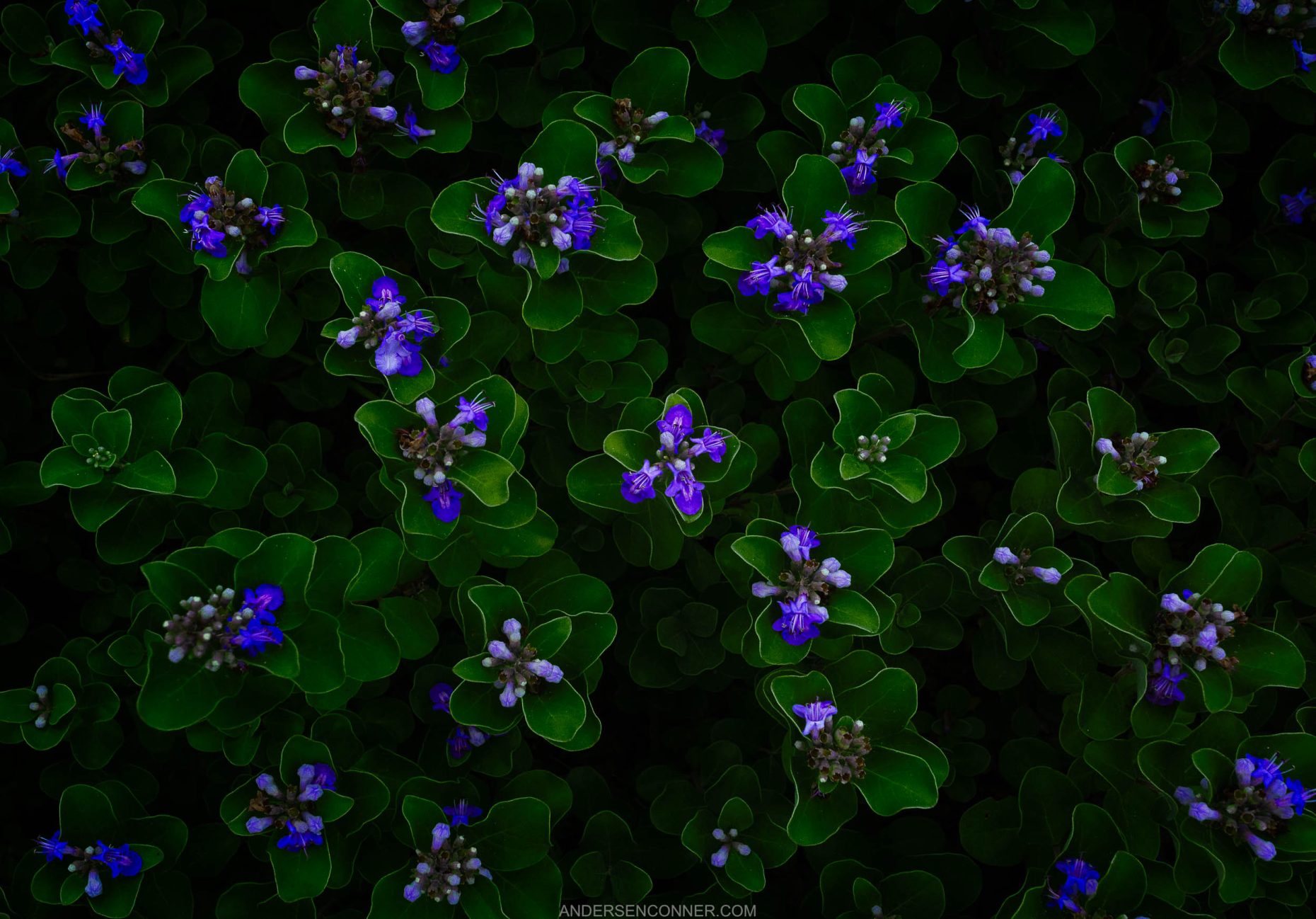 Emerald Bouquet