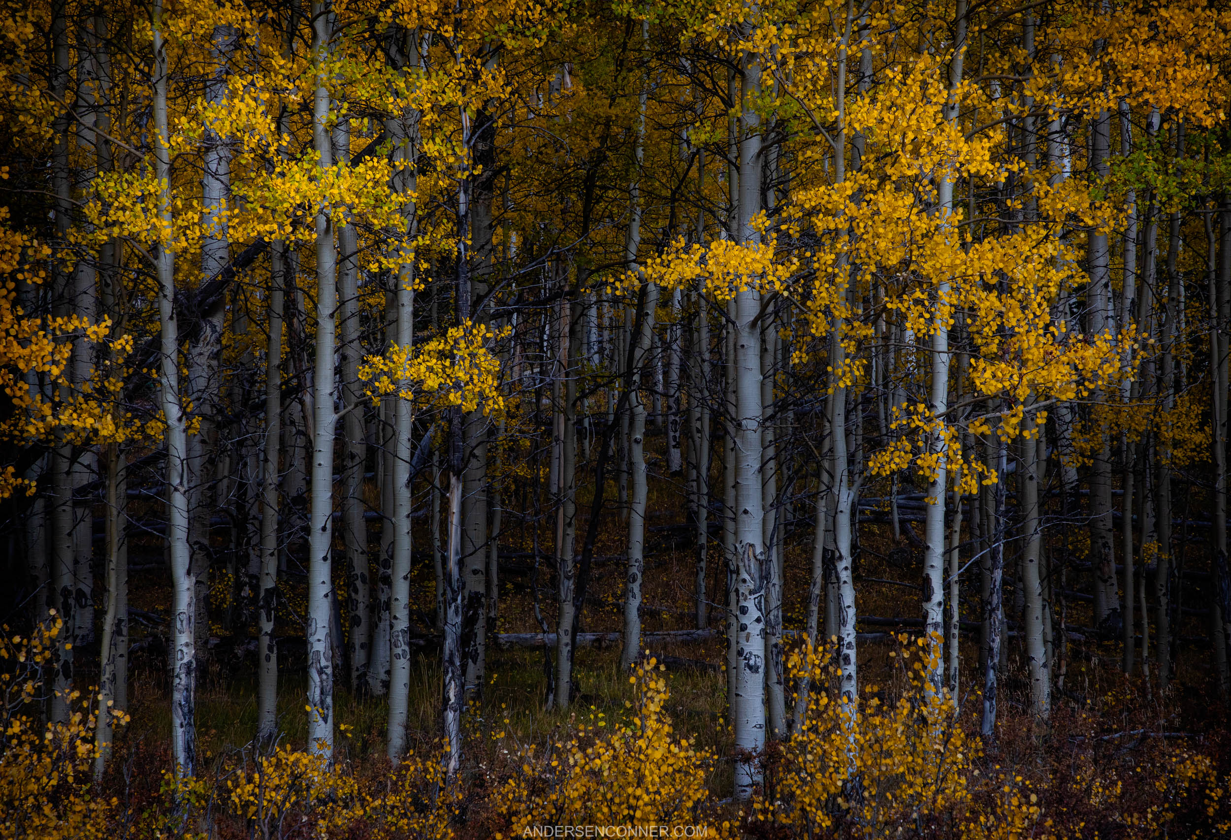 Haunted Autumn