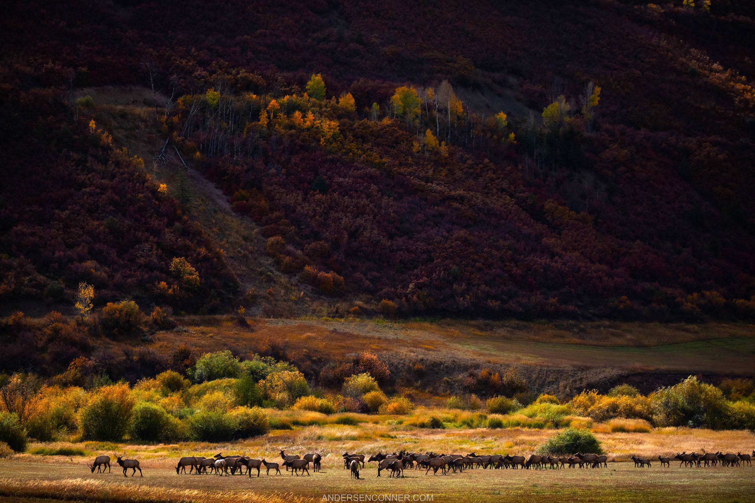 The Great Migration