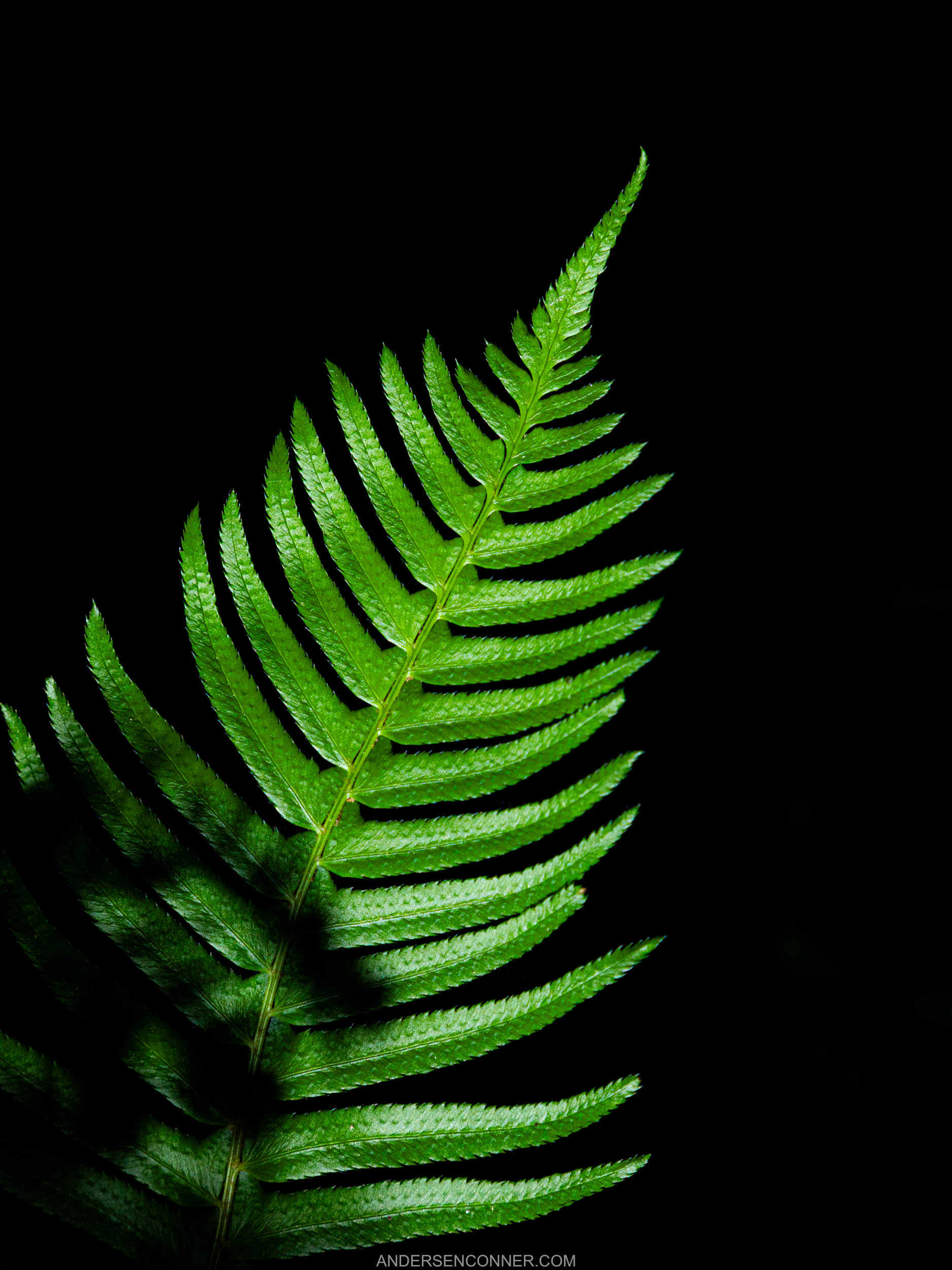 Ripple Fern