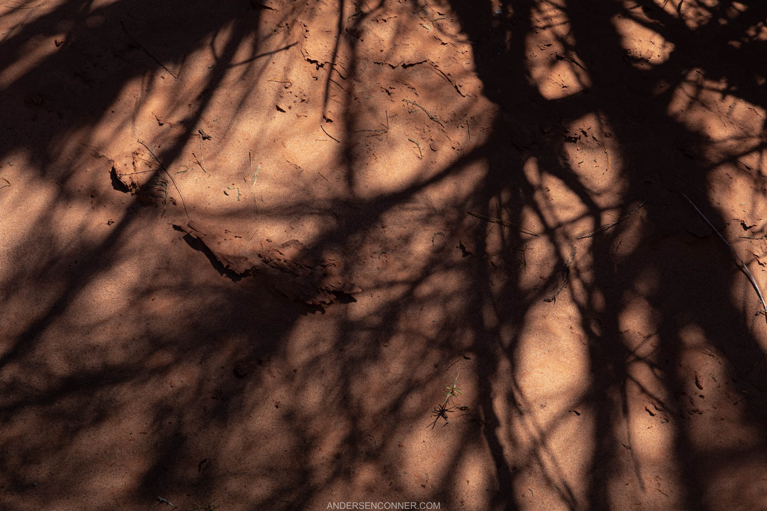 Shadow Nest
